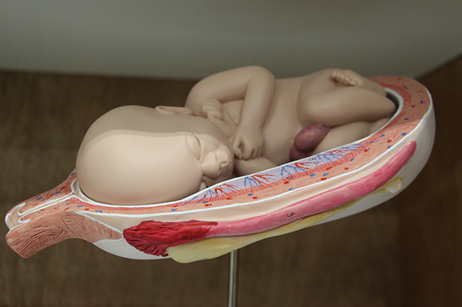 Laboratório de Anatomia Humana