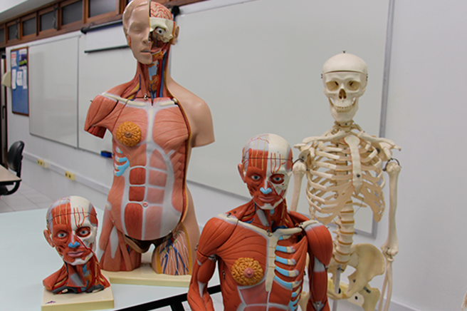 Laboratório de Anatomia Humana
