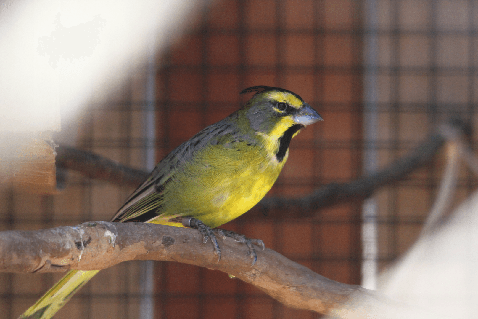 Gubernatrix cristata