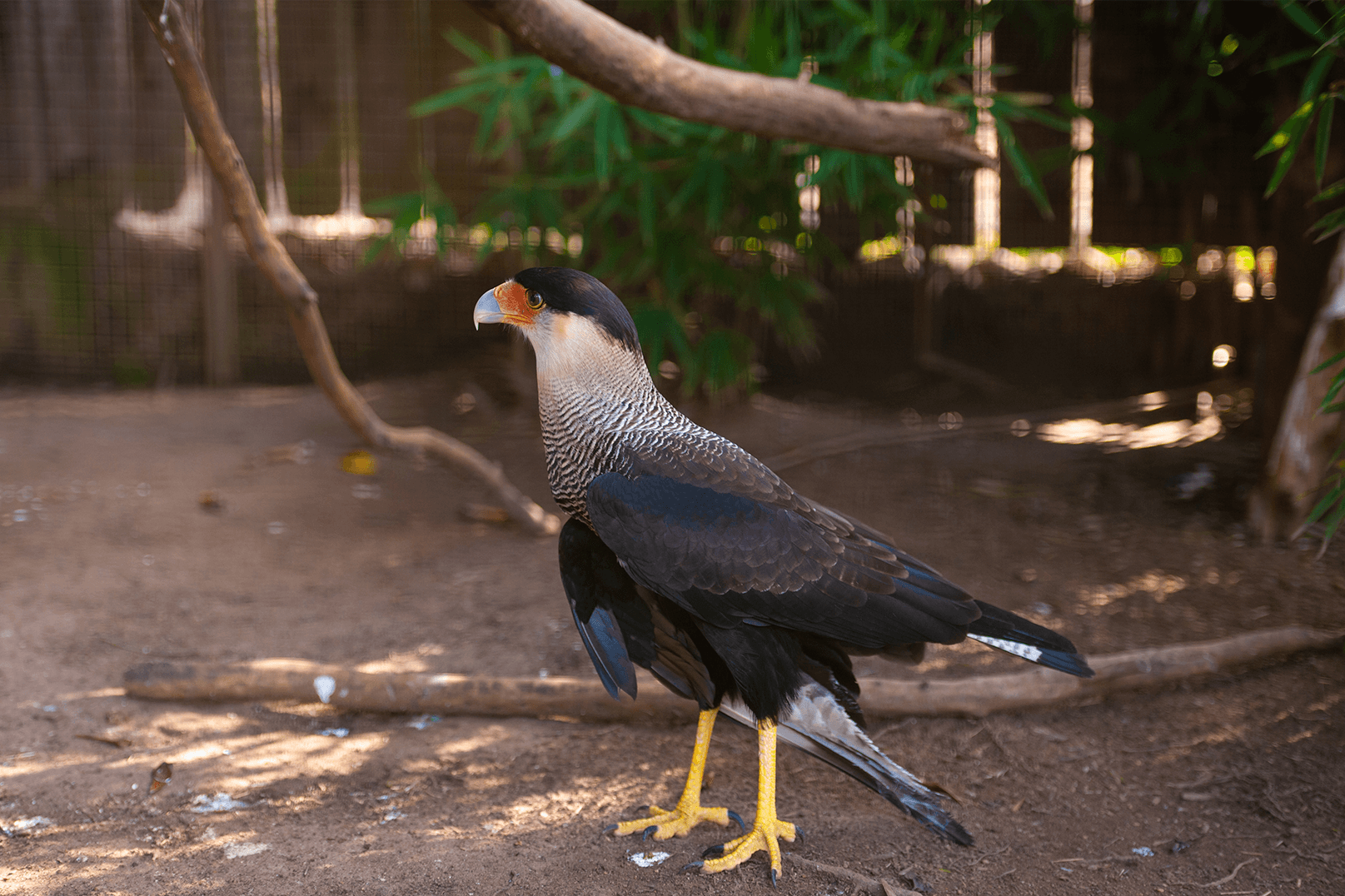 Caracara plancus