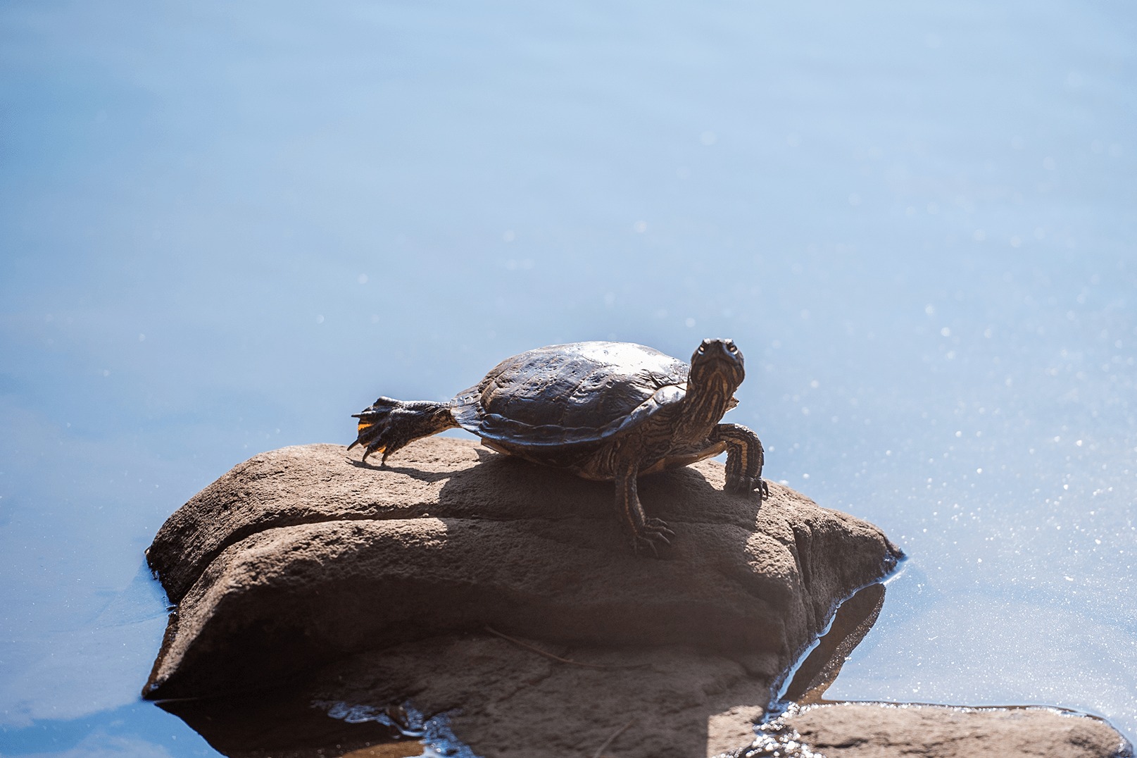 Trachemys scripta elegans