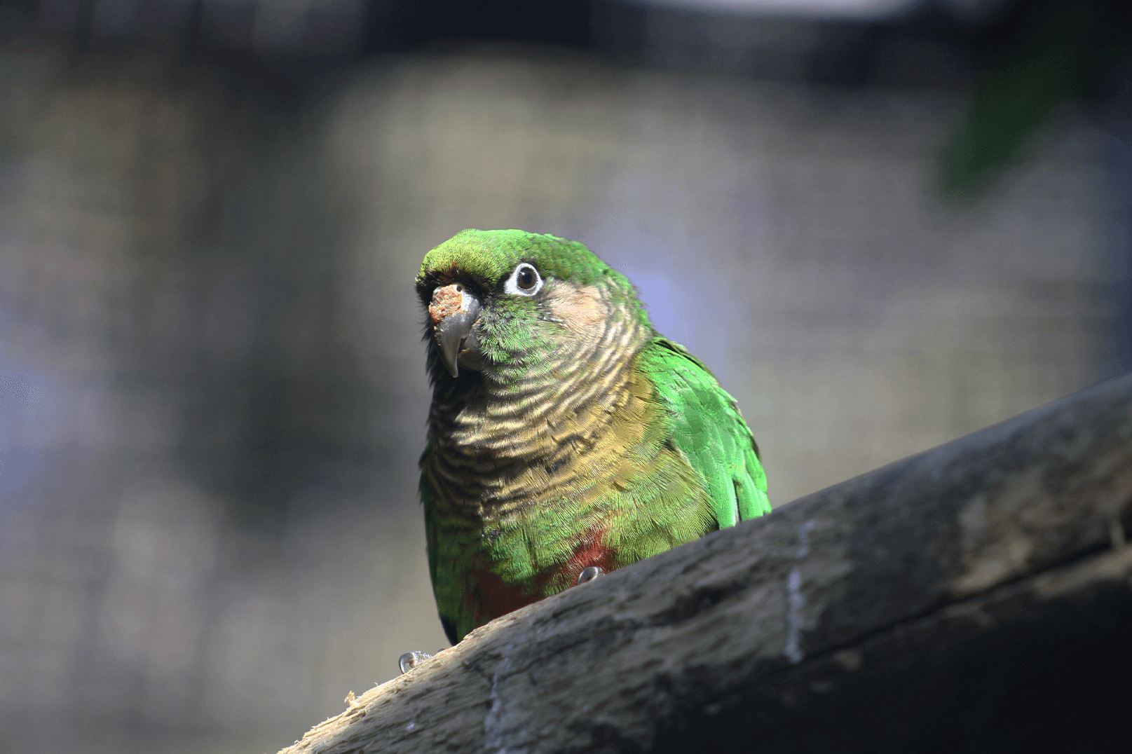 Tiriba-de-testa-vermelha