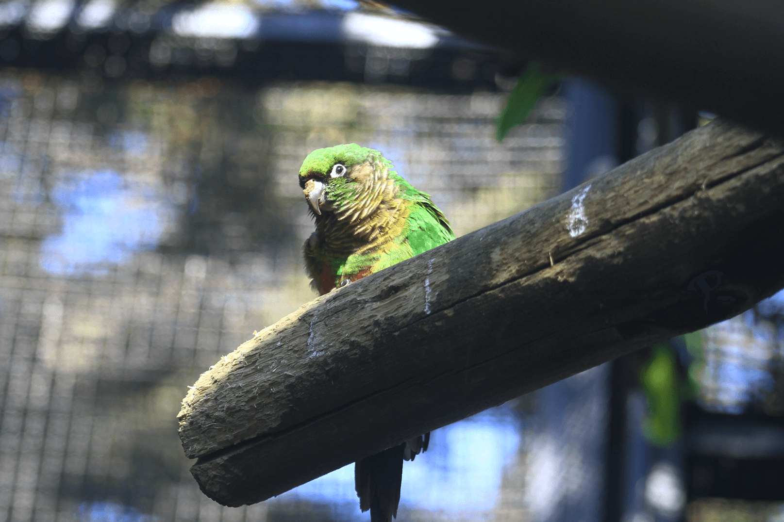 Tiriba-de-testa-vermelha