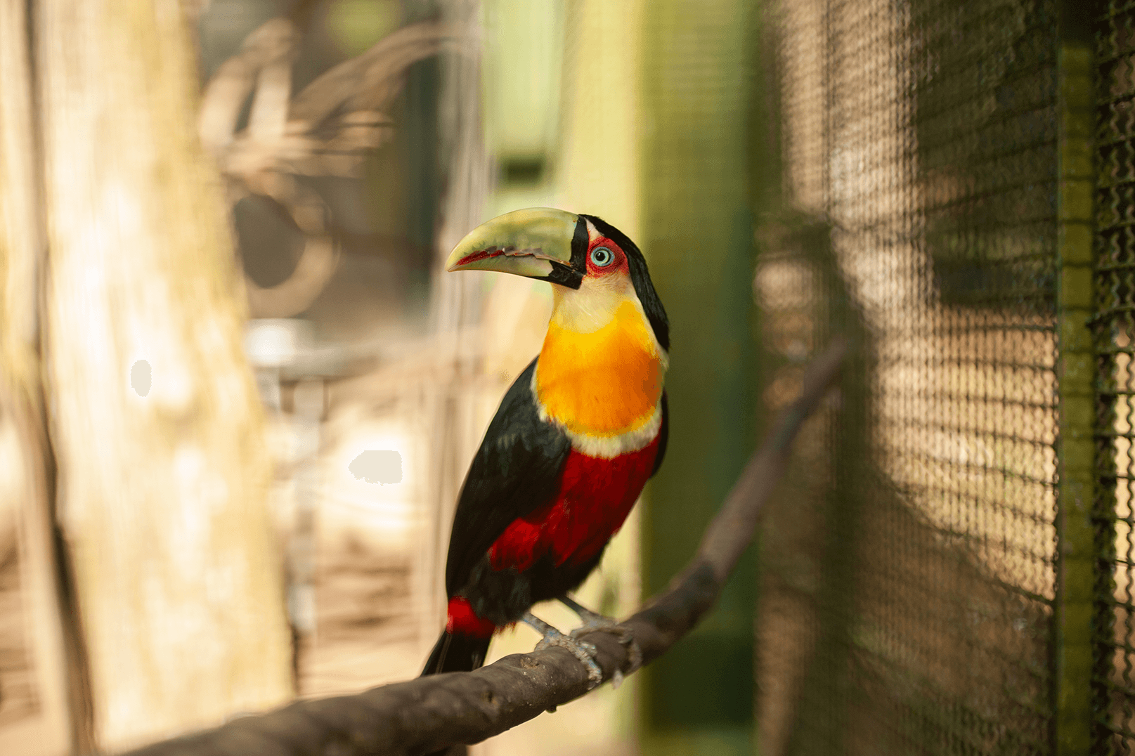 Ramphastos dicolorus