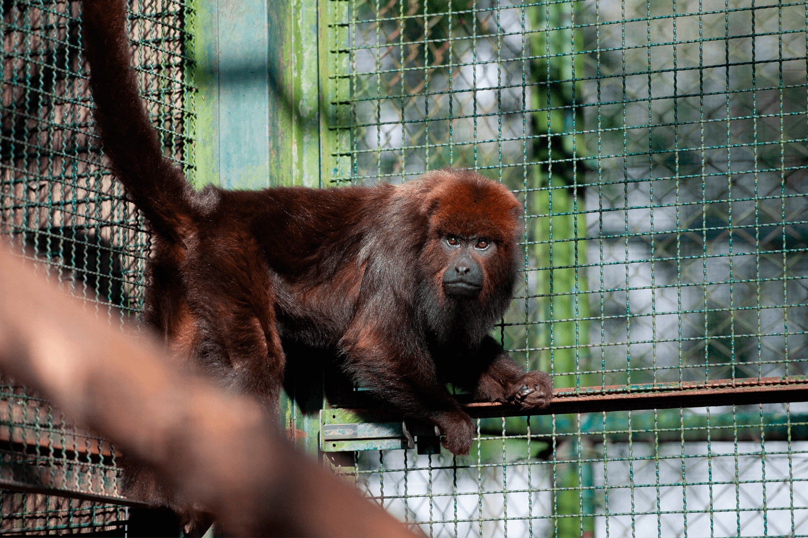 Alouatta guariba clamitans