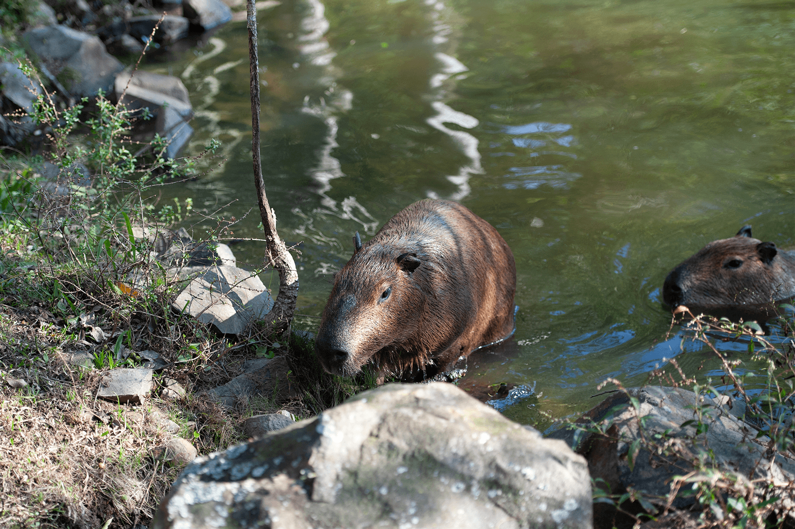 Capivara