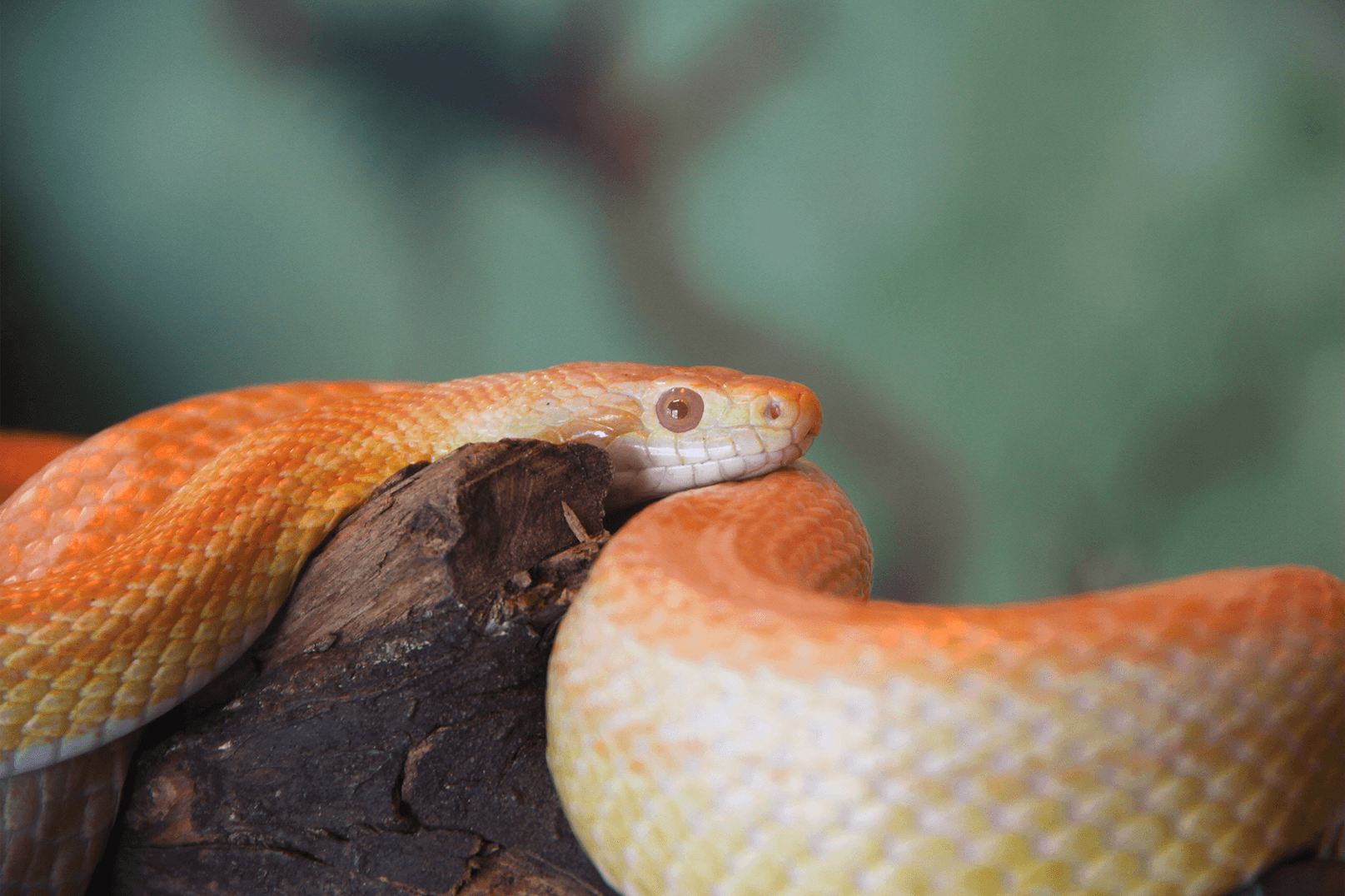 Pantherophis guttatus