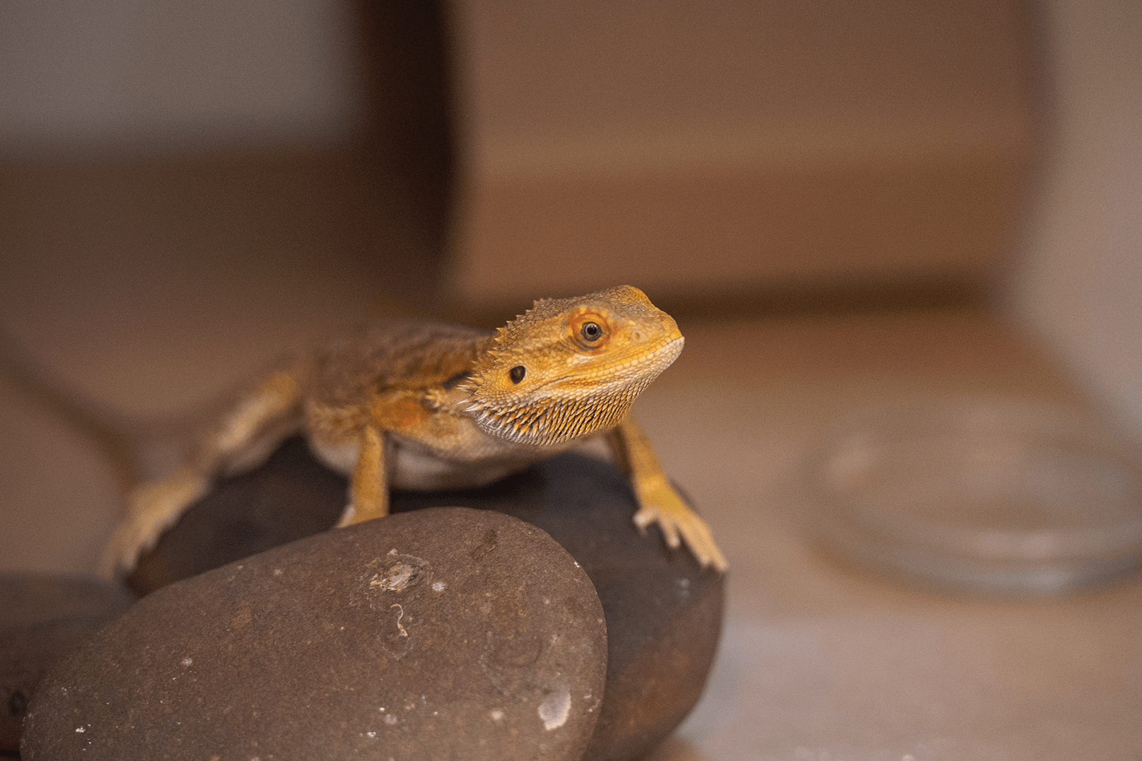 Pogona vitticeps