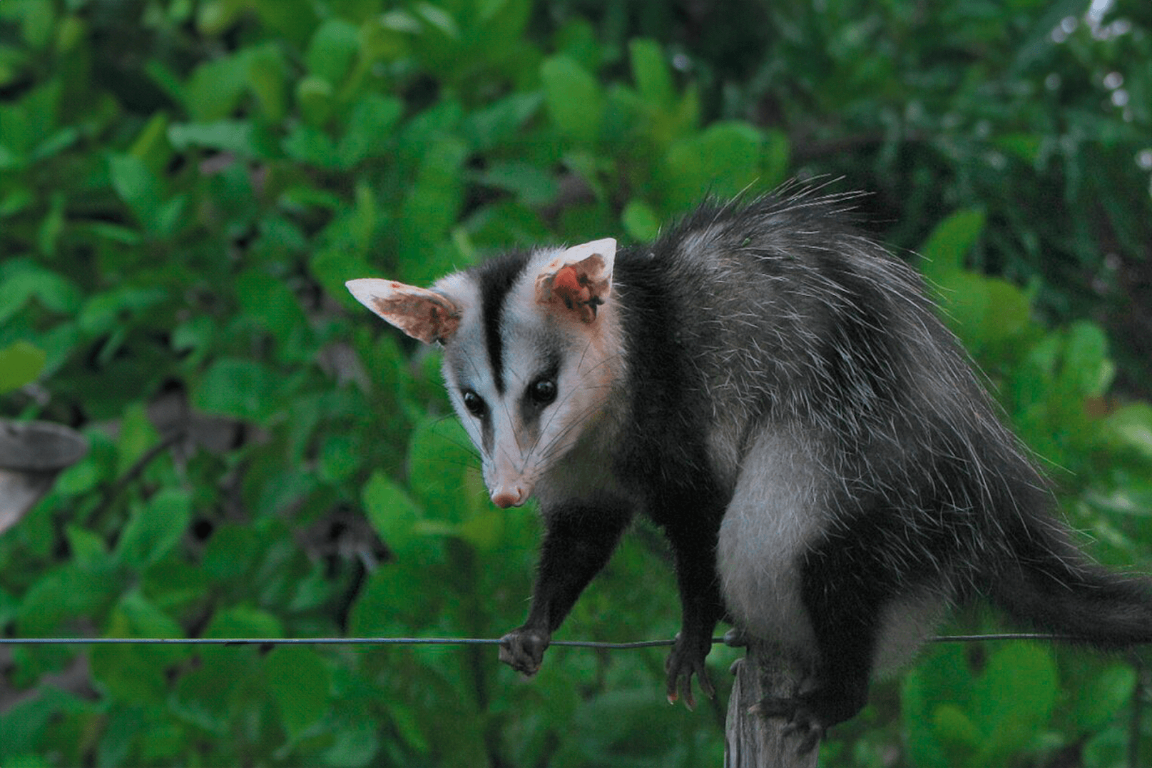 Gambá-de-orelha-branca