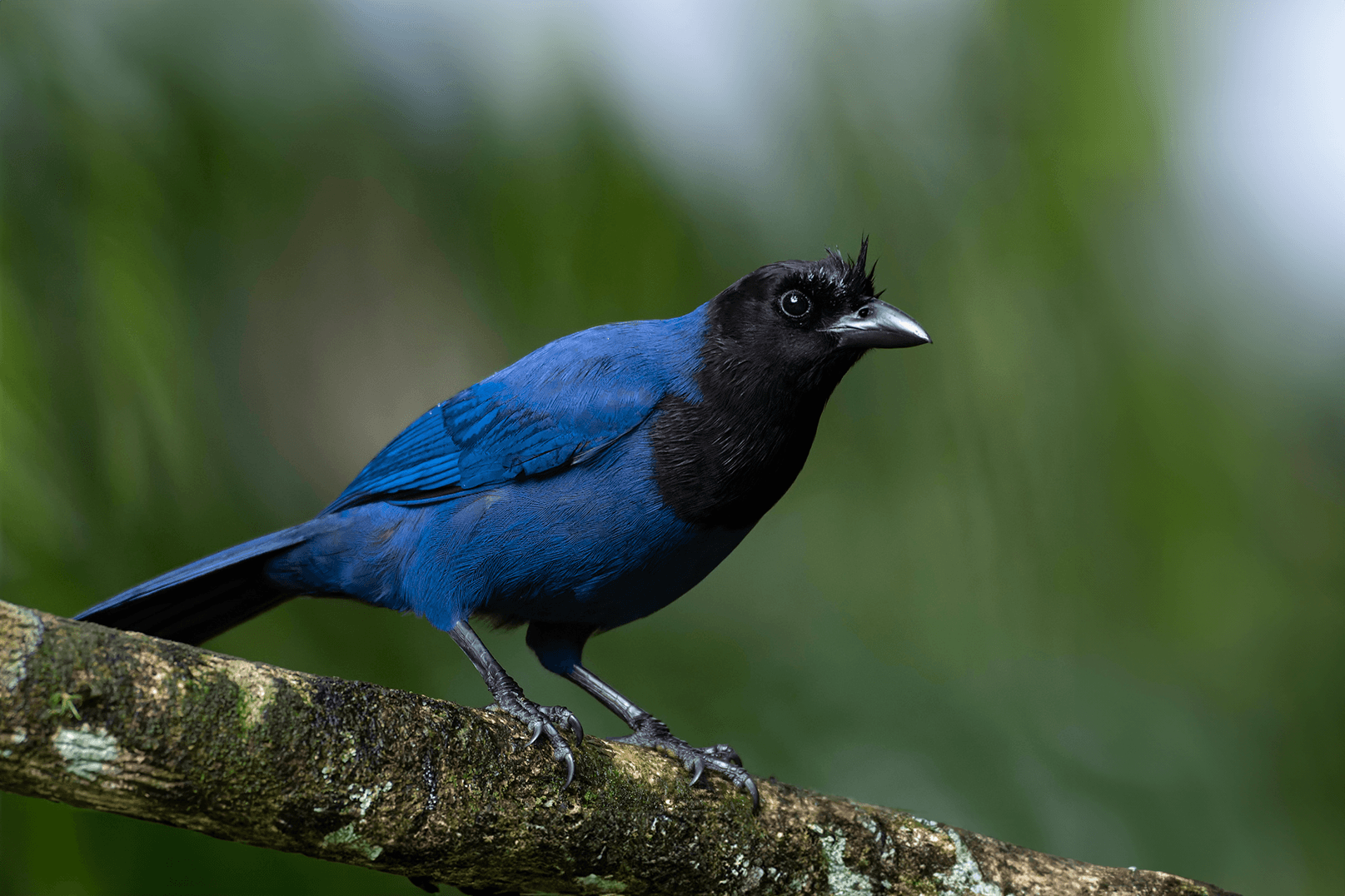 Cyanocorax caeruleus