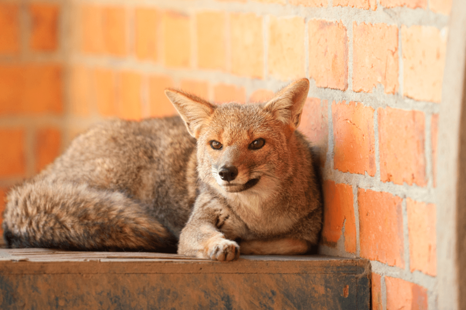 Lycalopex gymnocercus