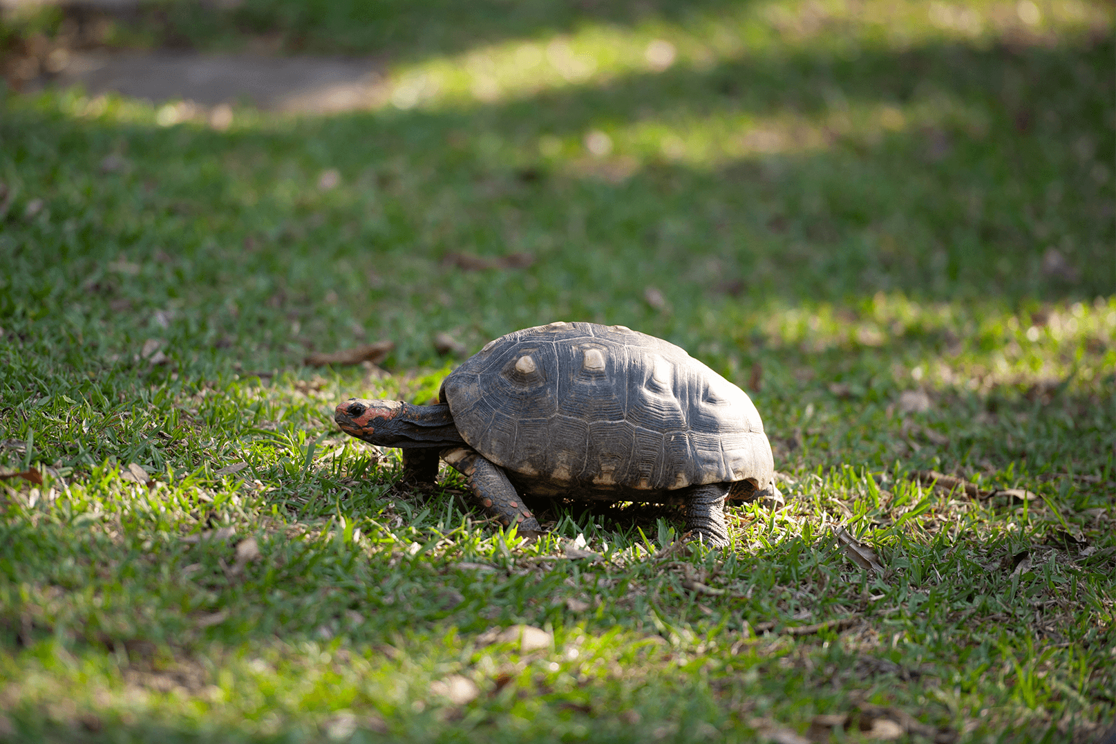 Chelonoidis carbonaria