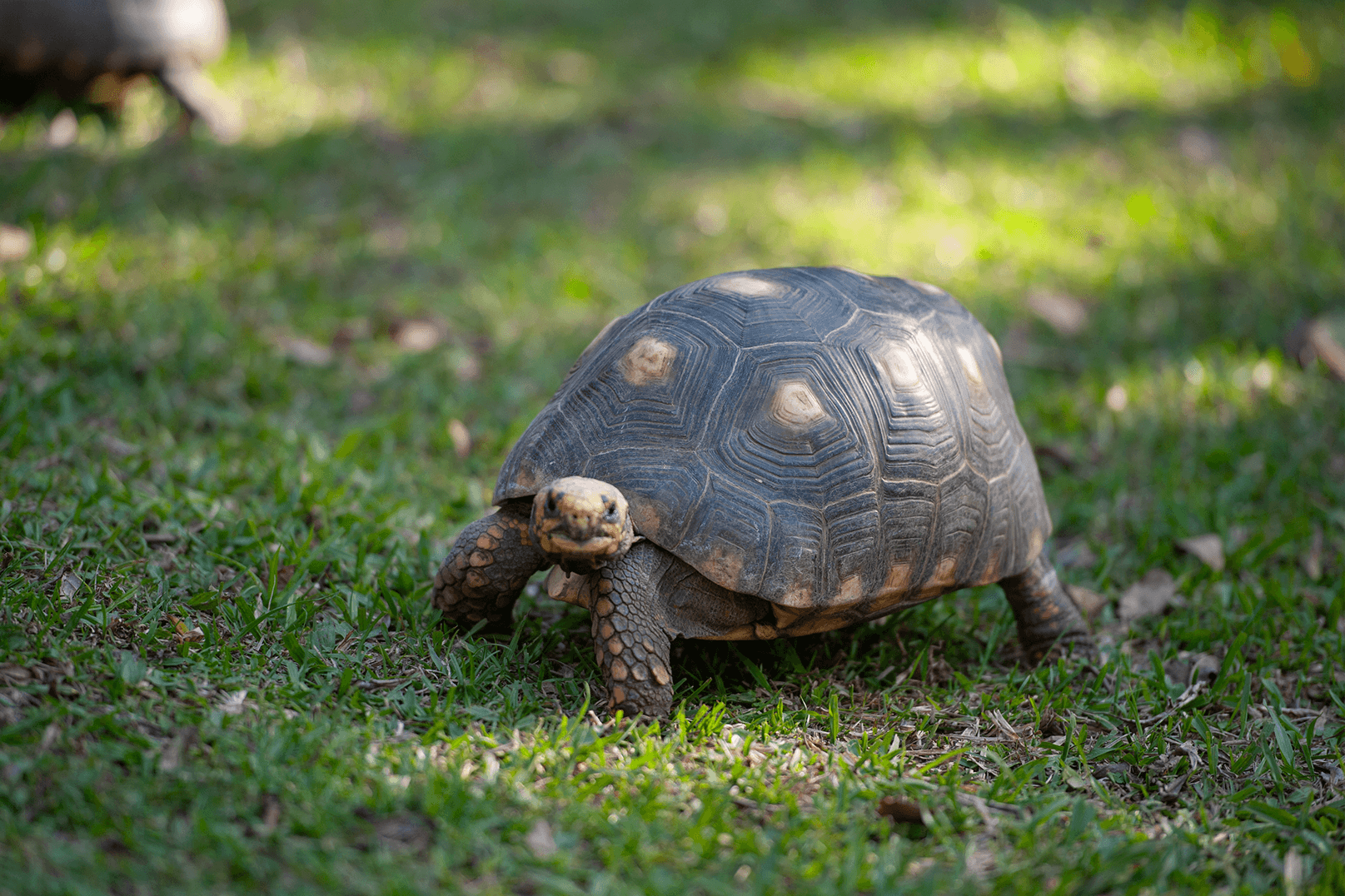 Chelonoidis denticulata