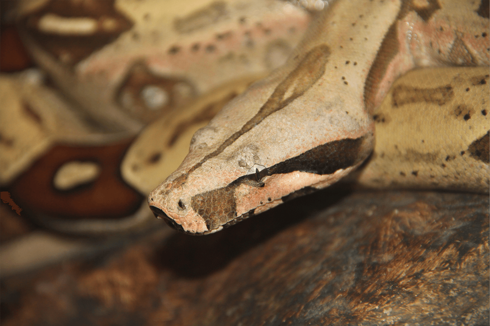 Boa constrictor constrictor