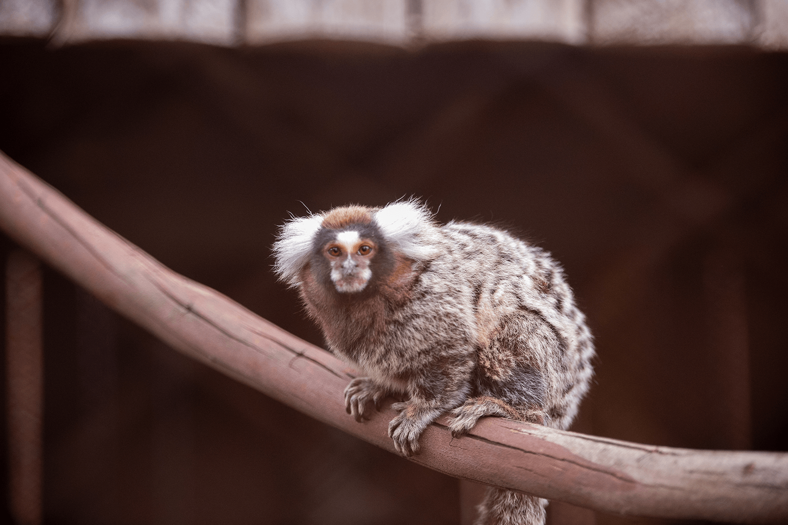 Sagui-de-tufo-branco
