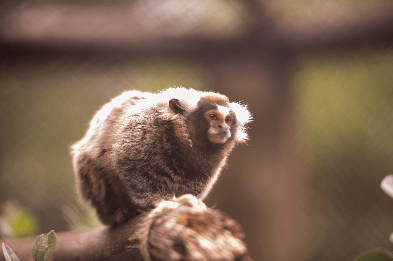 Sagui-de-tufo-branco