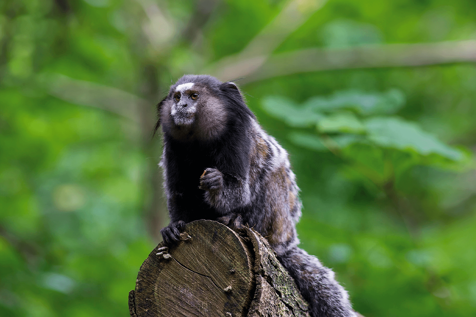 Sagui-de-tufos-pretos