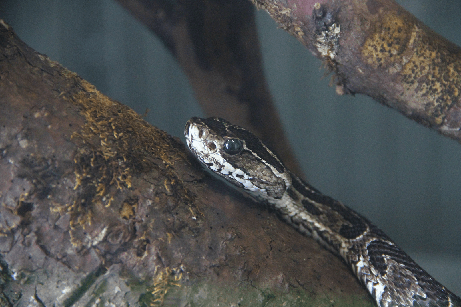 Bothrops alternatus
