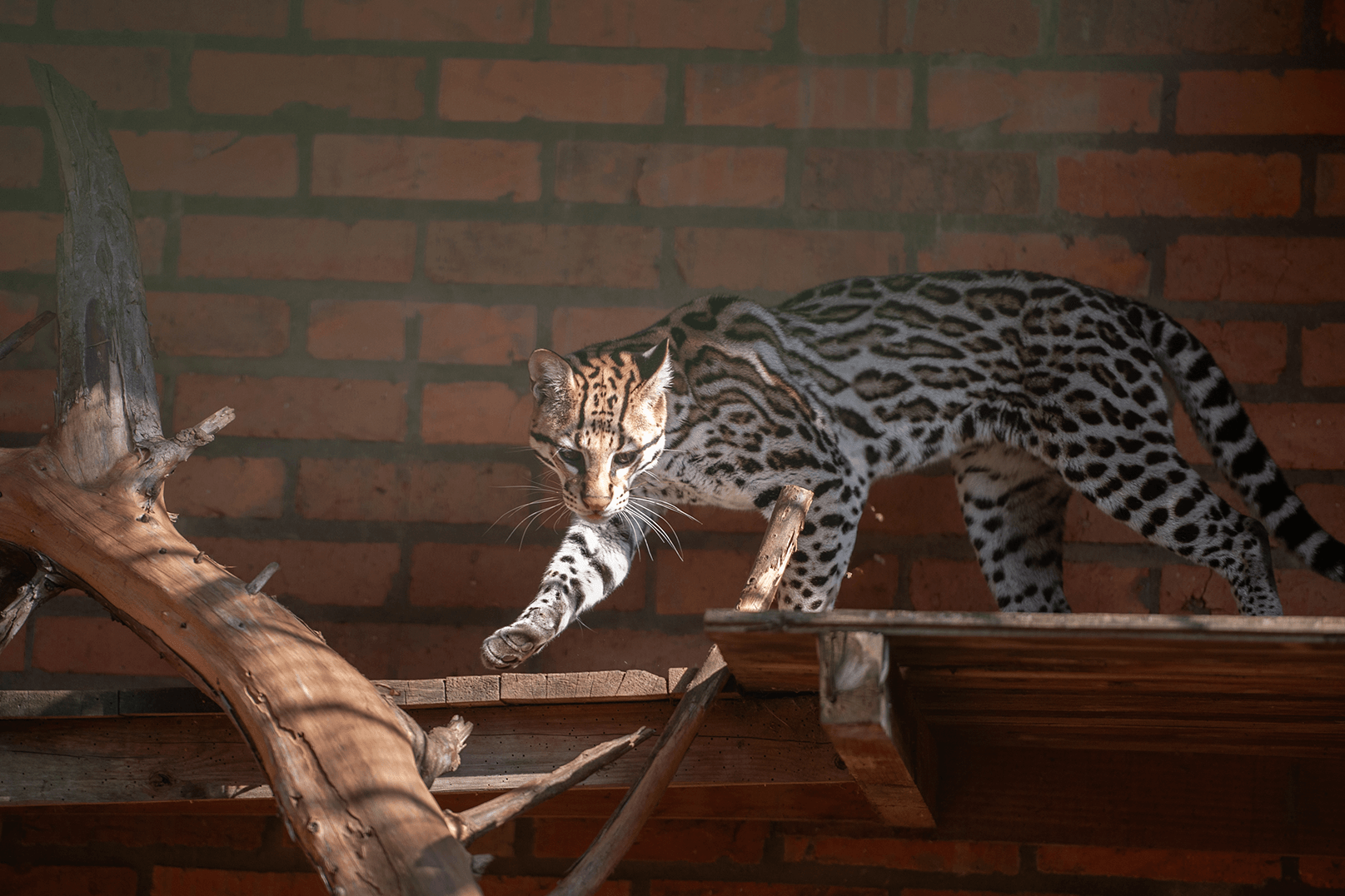 UCS Zoo