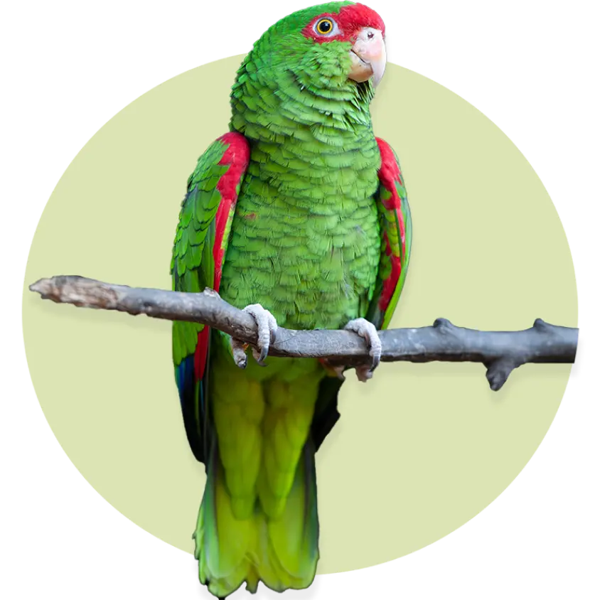Tucano