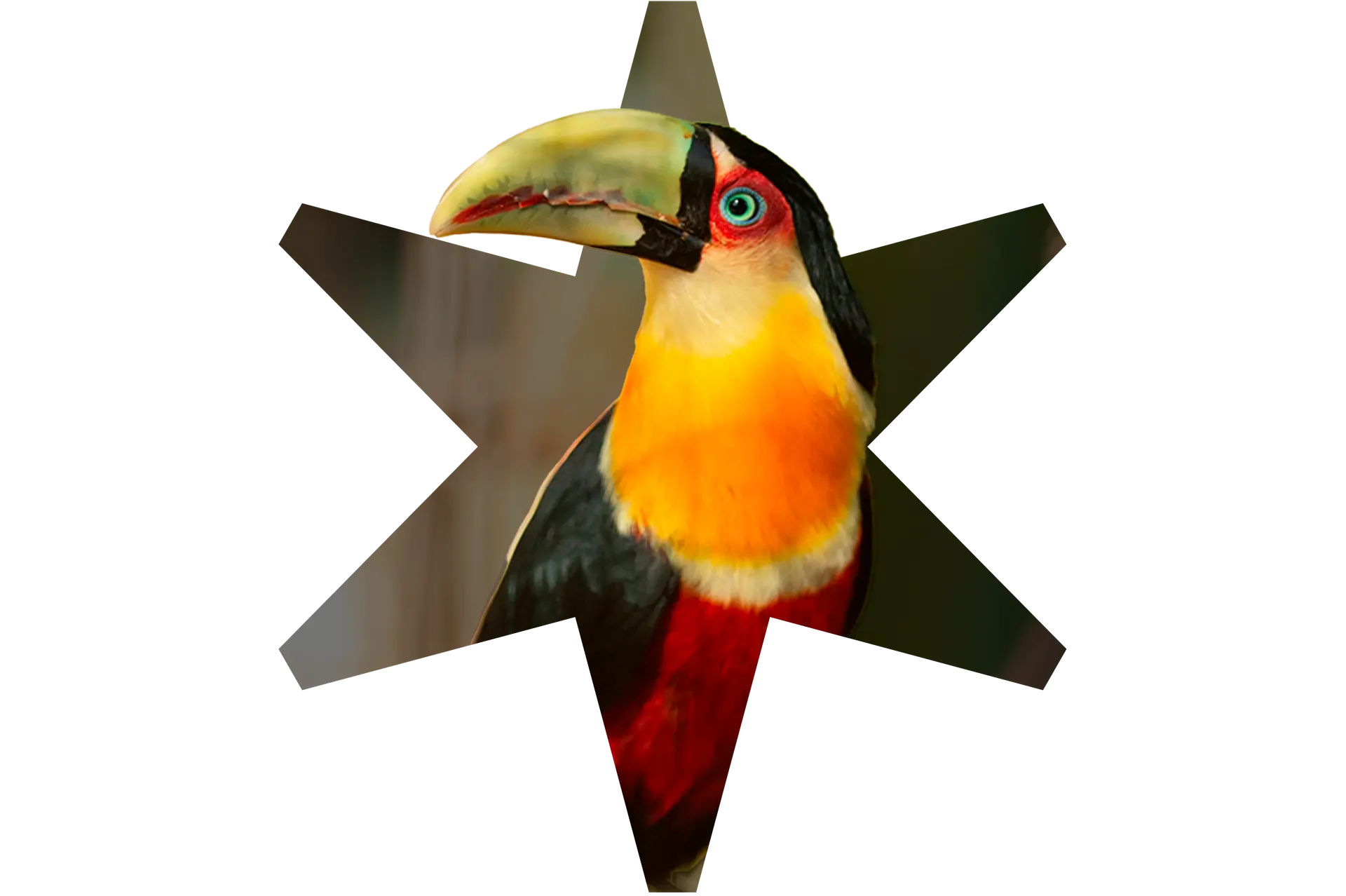 Tucano